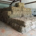 Bales of hay in barn